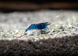 Dream Blue Velvet Shrimp (Neocaridina davidi), Tank-Bred