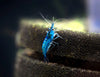 Dream Blue Velvet Shrimp (Neocaridina davidi), Tank-Bred