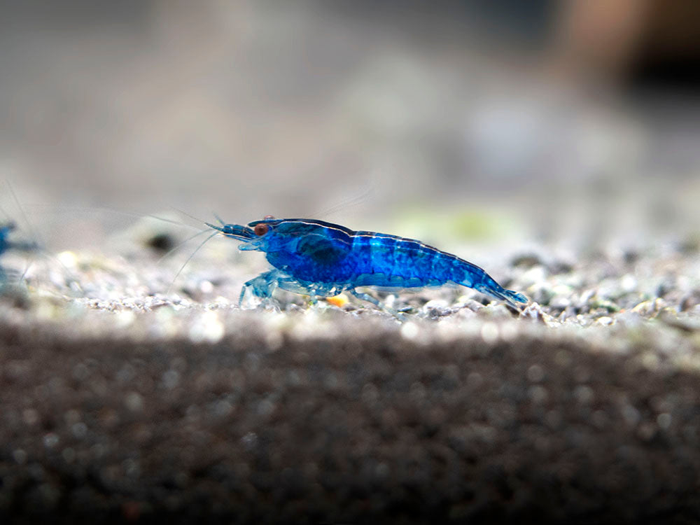 Dream Blue Velvet Shrimp (Neocaridina davidi), Tank-Bred