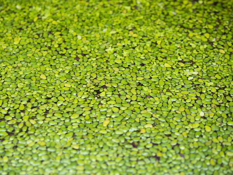 duckweed in aquarium 