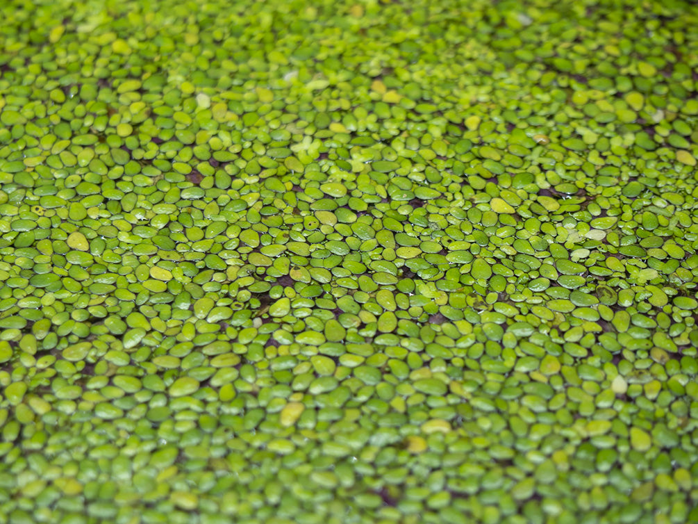 floating duckweed plant in freshwater aquarium