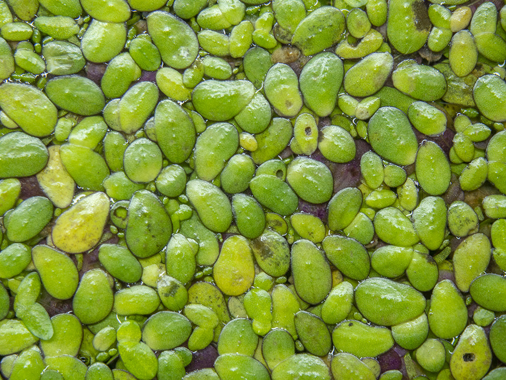 duckweed in freshwater aquarium 