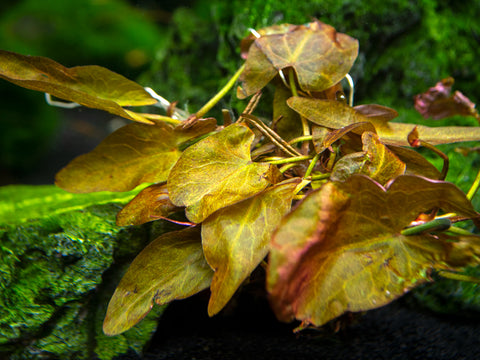 Java Moss Mat (Taxiphyllum barbieri / Vesicularia dubyana)