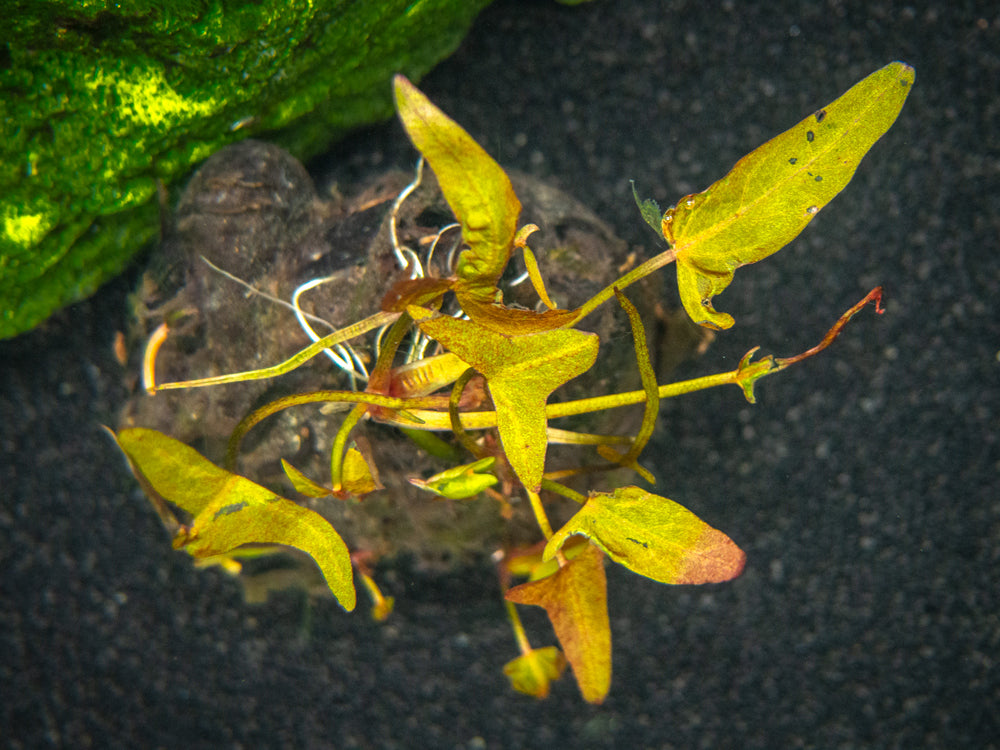 Dwarf Aquarium Lily (Nymphaea stellata), Bulb