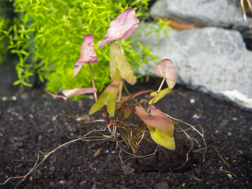 Dwarf Aquarium Lily (Nymphaea stellata), Bulb