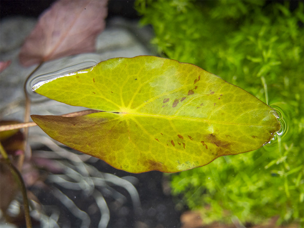 Dwarf Aquarium Lily (Nymphaea stellata), Bulb