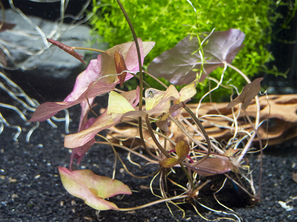 Dwarf Aquarium Lily (Nymphaea stellata), Bulb