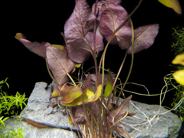 Dwarf Aquarium Lily (Nymphaea stellata), Bulb