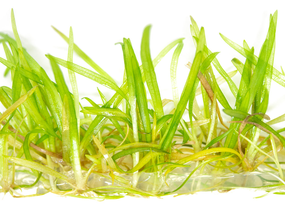 Narrowleaf Sagittaria AKA Dwarf Arrowhead (Sagittaria subulata) Tissue Culture