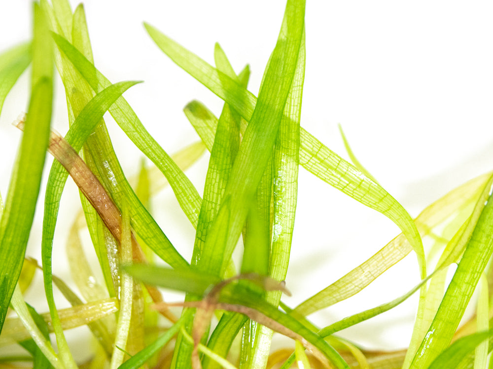 Narrowleaf Sagittaria AKA Dwarf Arrowhead (Sagittaria subulata) Tissue Culture