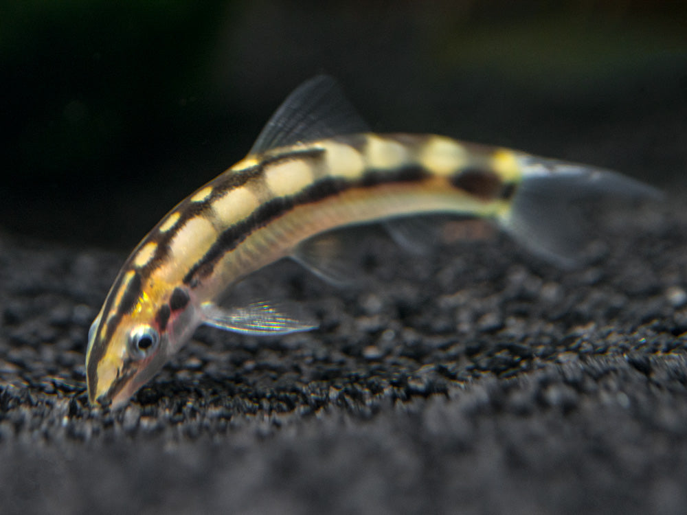 Dwarf Chain Loach/Botia (Ambastaia sidthimunki)