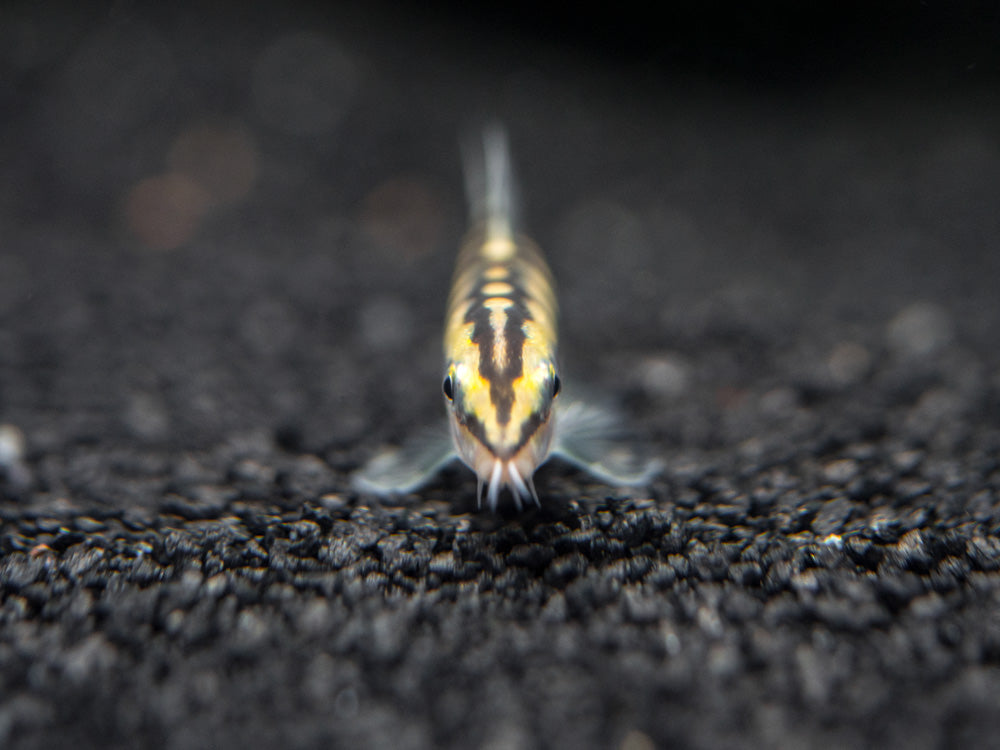 Dwarf Chain Loach/Botia (Ambastaia sidthimunki)