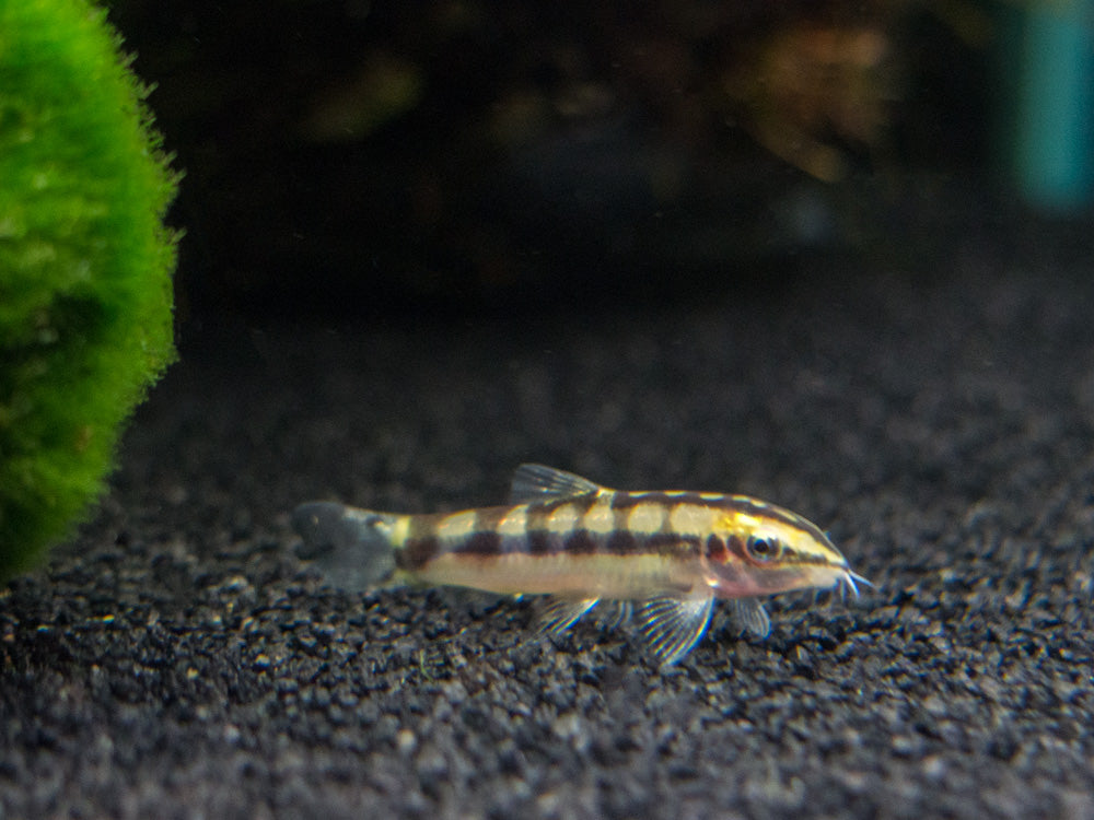 Dwarf Chain Loach/Botia (Ambastaia sidthimunki)