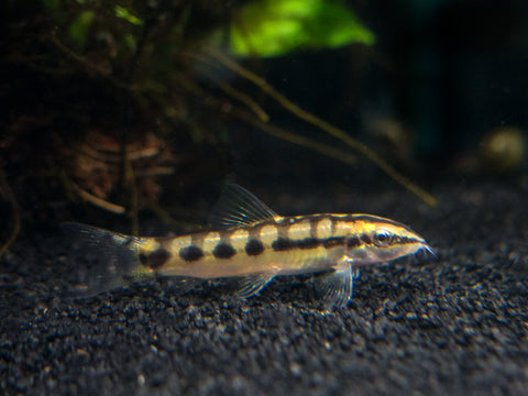 Gold Stripe AKA Gold Laser Cory Catfish (Corydoras sp. CW010), Tank-Bred!