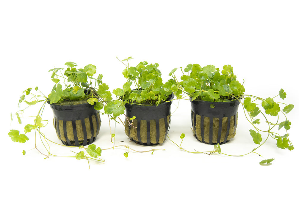 Japanese Dwarf Pennywort (Hydrocotyle tripartita) - Aquatic Arts