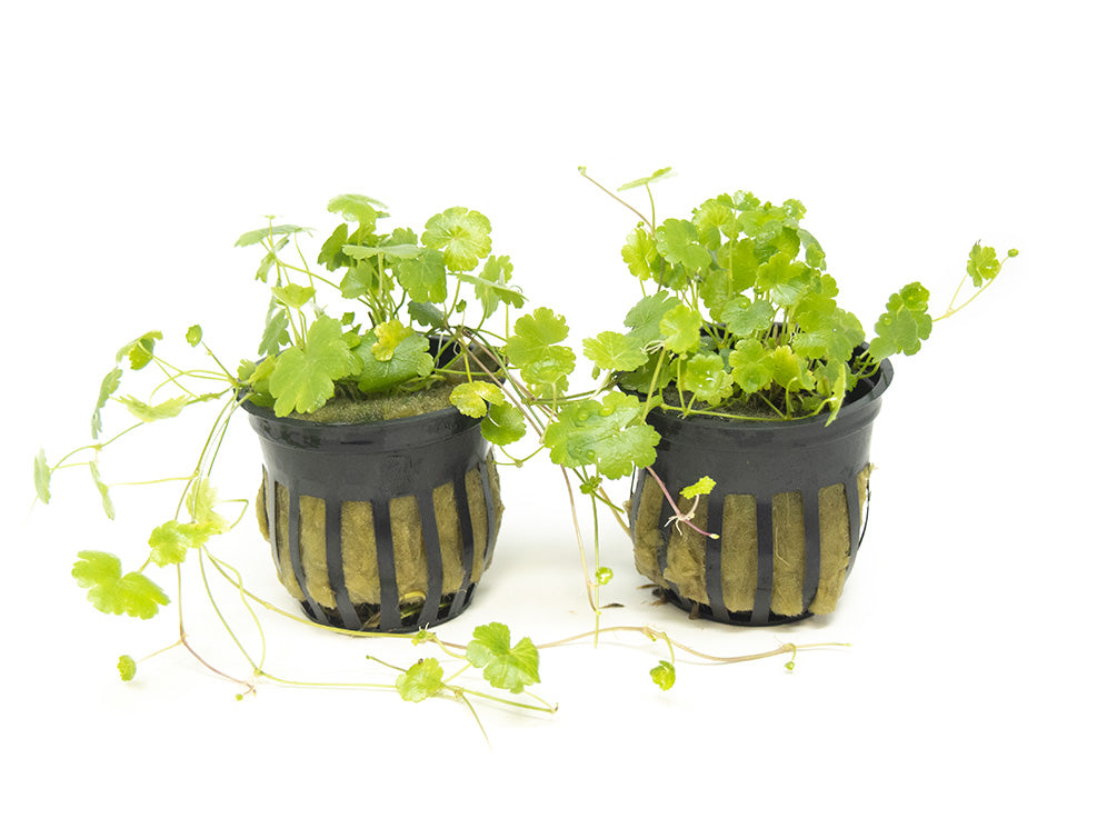 Japanese Dwarf Pennywort (Hydrocotyle tripartita var. “Japan”), potted