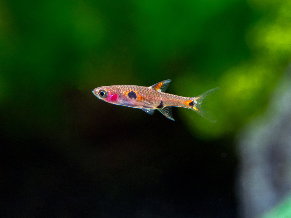 Dwarf AKA Pygmy Rasbora (Boraras maculatus)