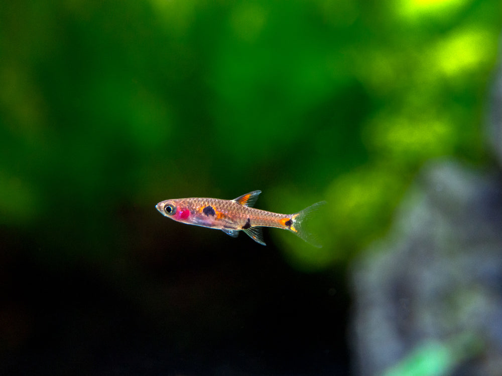 Dwarf AKA Pygmy Rasbora (Boraras maculatus)