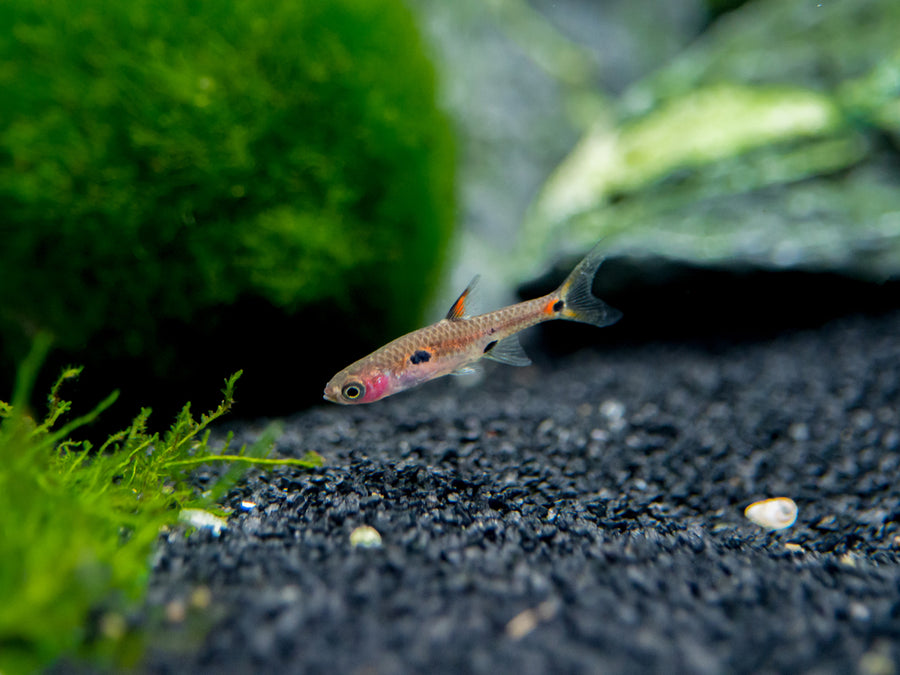 Dwarf AKA Pygmy Rasbora (Boraras maculatus) - Aquatic Arts