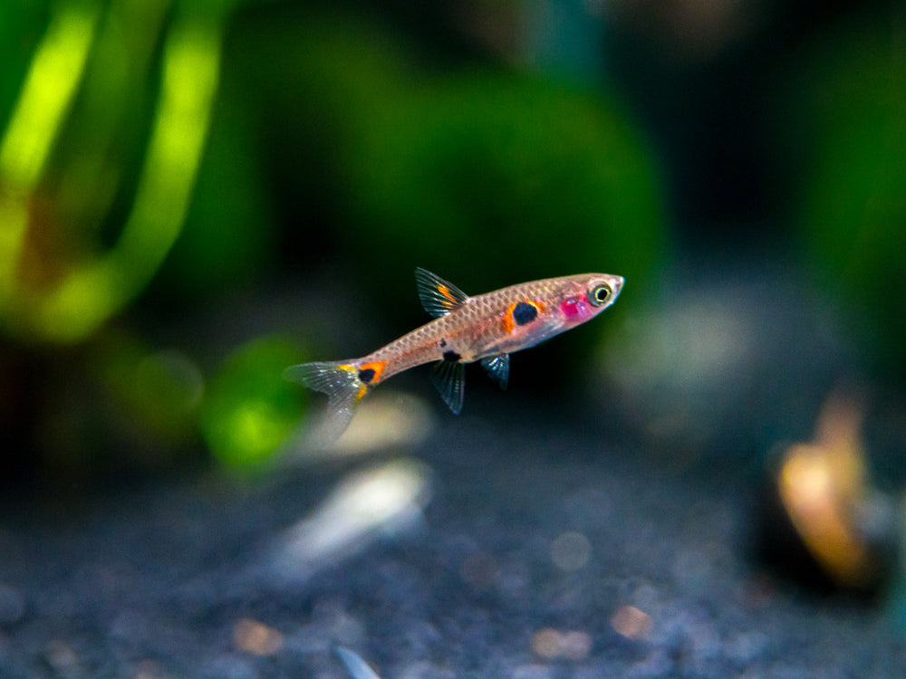 Dwarf AKA Pygmy Rasbora (Boraras maculatus)