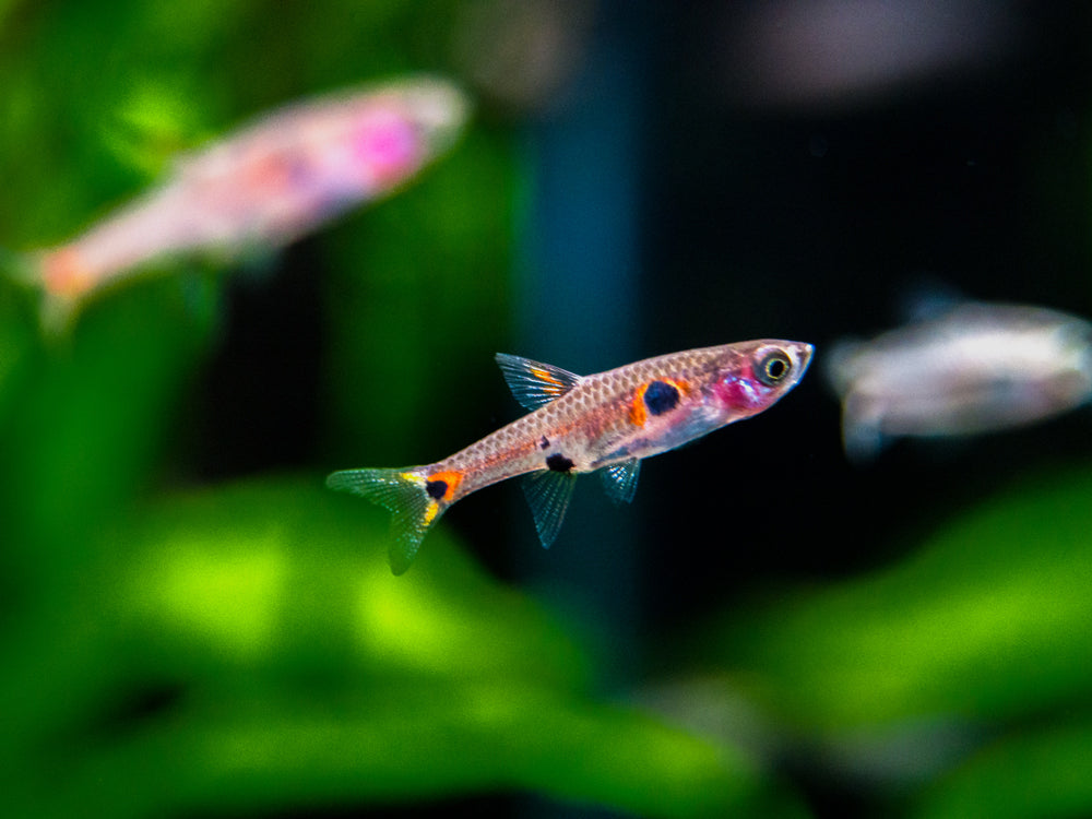 Dwarf AKA Pygmy Rasbora (Boraras maculatus)