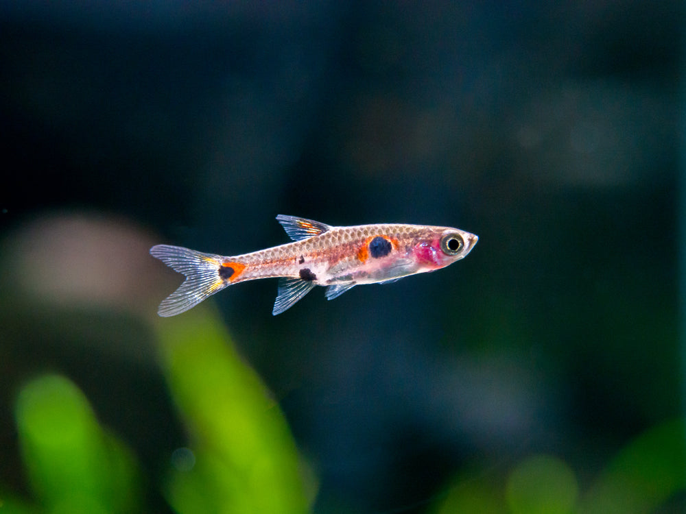 Dwarf AKA Pygmy Rasbora (Boraras maculatus)