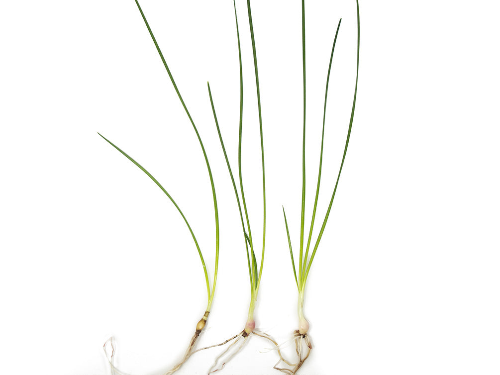 Dwarf Onion Plant AKA Autumn Zephyr Rain Lily (Zephyranthes candida), Bulb Plant