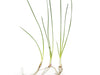 Dwarf Onion Plant AKA Autumn Zephyr Rain Lily (Zephyranthes candida), Bulb Plant