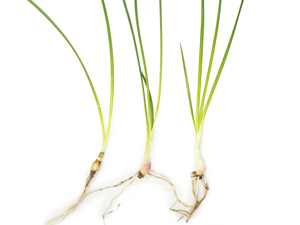 Dwarf Onion Plant AKA Autumn Zephyr Rain Lily (Zephyranthes candida), Bulb Plant