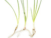 Dwarf Onion Plant AKA Autumn Zephyr Rain Lily (Zephyranthes candida), Bulb Plant