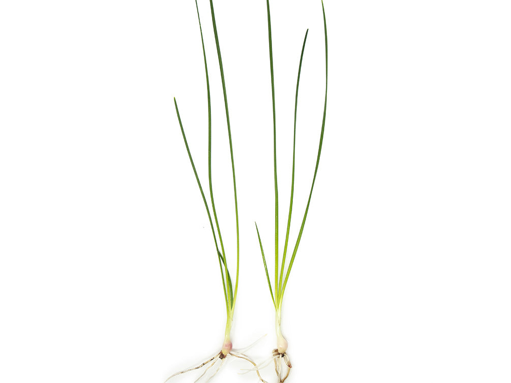 Dwarf Onion Plant AKA Autumn Zephyr Rain Lily (Zephyranthes candida), Bulb Plant