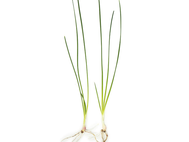 Dwarf Onion Plant AKA Autumn Zephyr Rain Lily (Zephyranthes candida), Bulb Plant