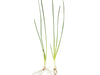 Dwarf Onion Plant AKA Autumn Zephyr Rain Lily (Zephyranthes candida), Bulb Plant