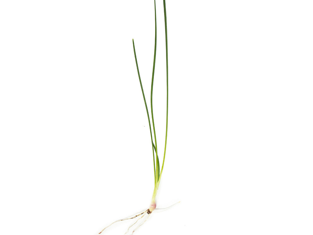 Dwarf Onion Plant AKA Autumn Zephyr Rain Lily (Zephyranthes candida), Bulb Plant