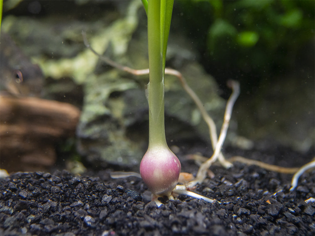 Dwarf Onion Plant AKA Autumn Zephyr Rain Lily (Zephyranthes candida), Bulb Plant