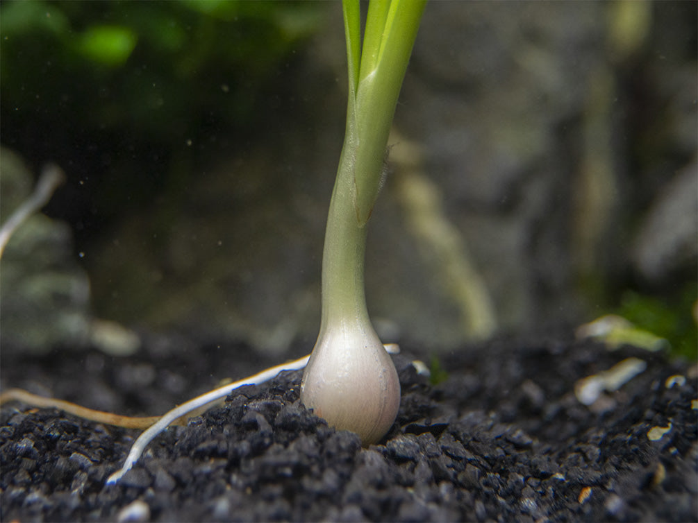 Dwarf Onion Plant AKA Autumn Zephyr Rain Lily (Zephyranthes candida), Bulb Plant
