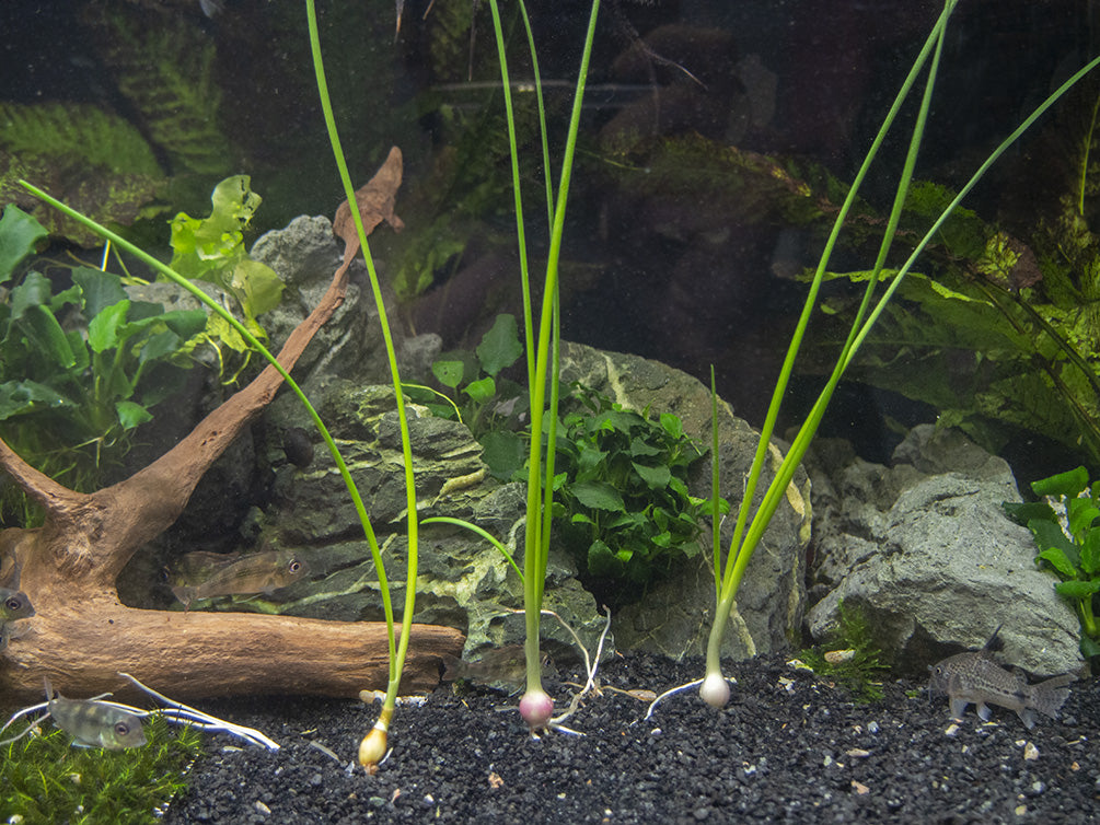 Aquarium Dwarf Grass Seeds to Grow Live Aquatic Plants (Eleocharis Parvula)  Free Shipping - Pet Fish Plants