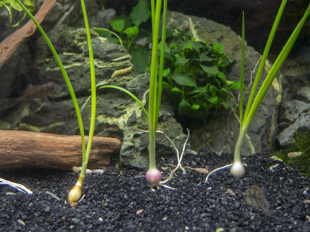 Dwarf Onion Plant AKA Autumn Zephyr Rain Lily (Zephyranthes candida), Bulb Plant