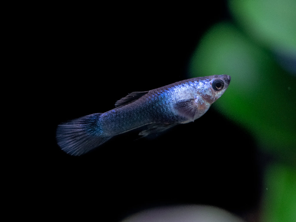 Dwarf Blue Panda Guppy for sale