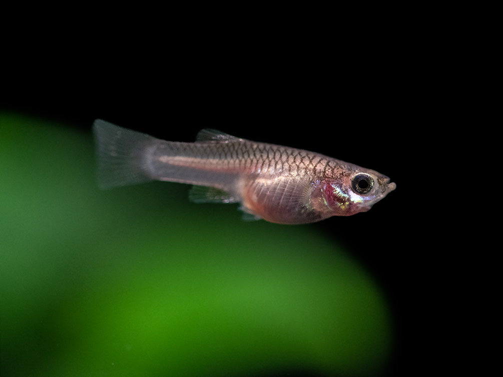 Dwarf Blue Panda Guppy for sale