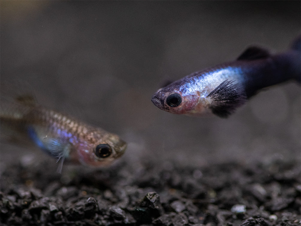 Dwarf Blue Panda Guppy for sale