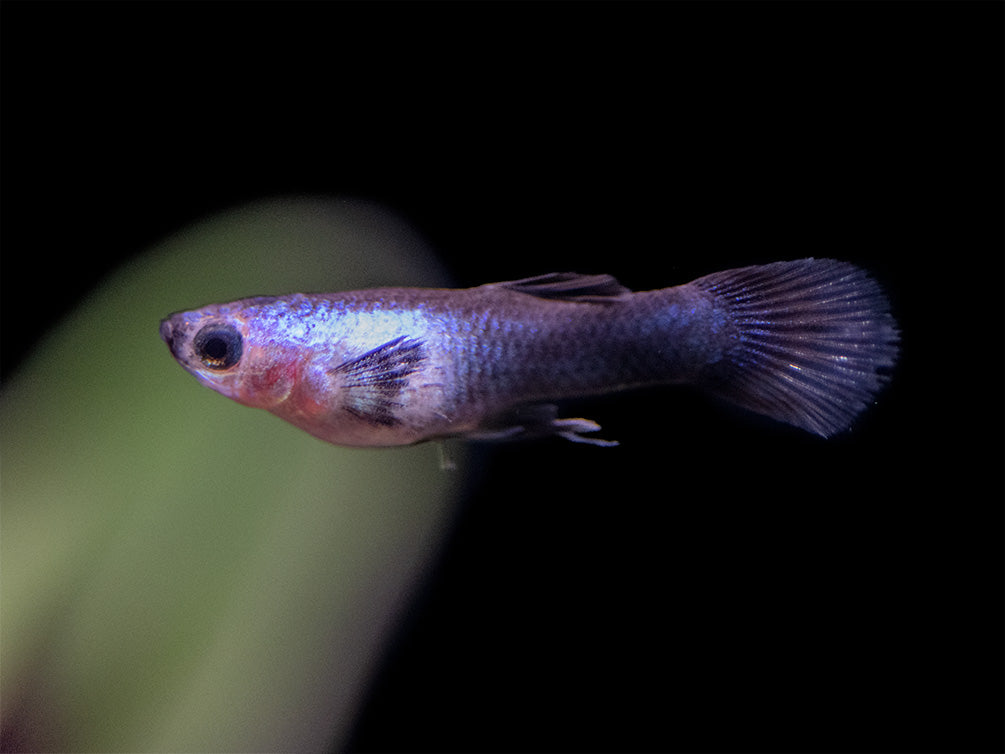 Dwarf Blue Panda Guppy for sale