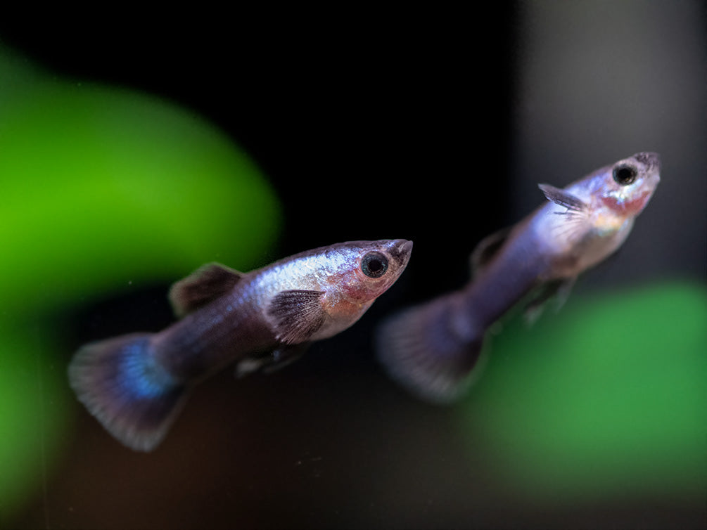 Dwarf Blue Panda Guppy for sale