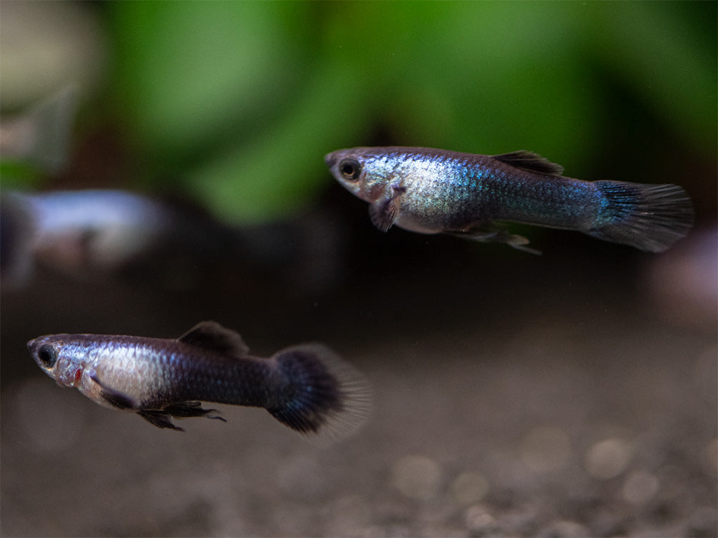 Dwarf Blue Panda Guppy for sale