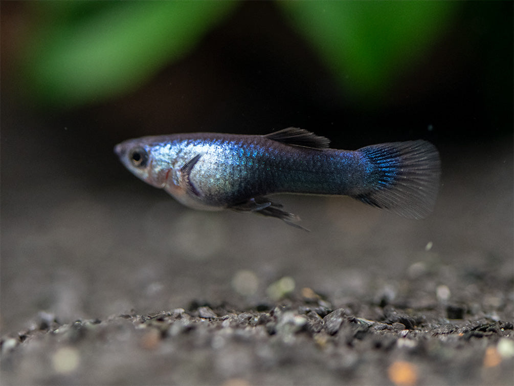 Dwarf Blue Panda Guppy for sale