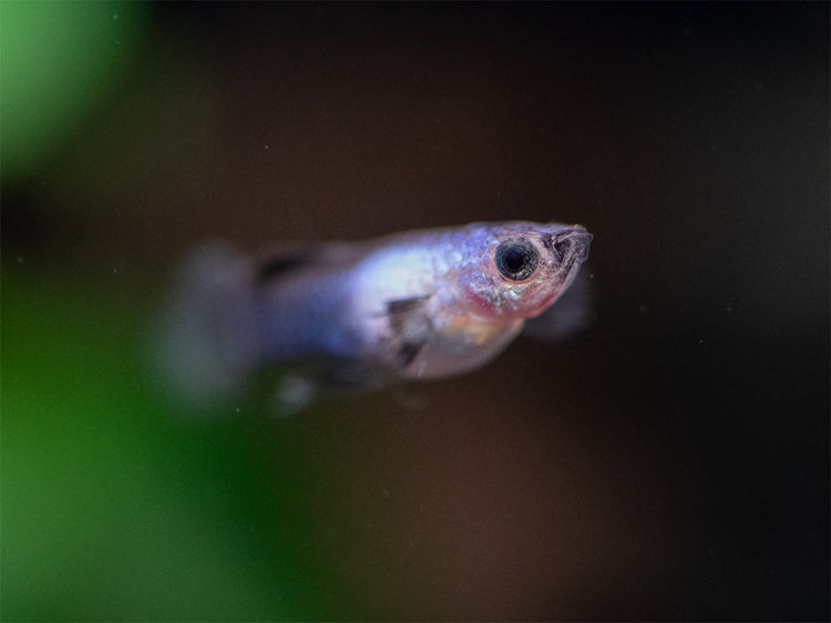 Dwarf Blue Panda Guppy for sale