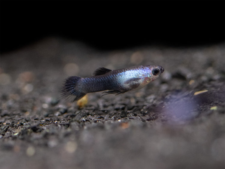 Dwarf Blue Panda Guppy for sale