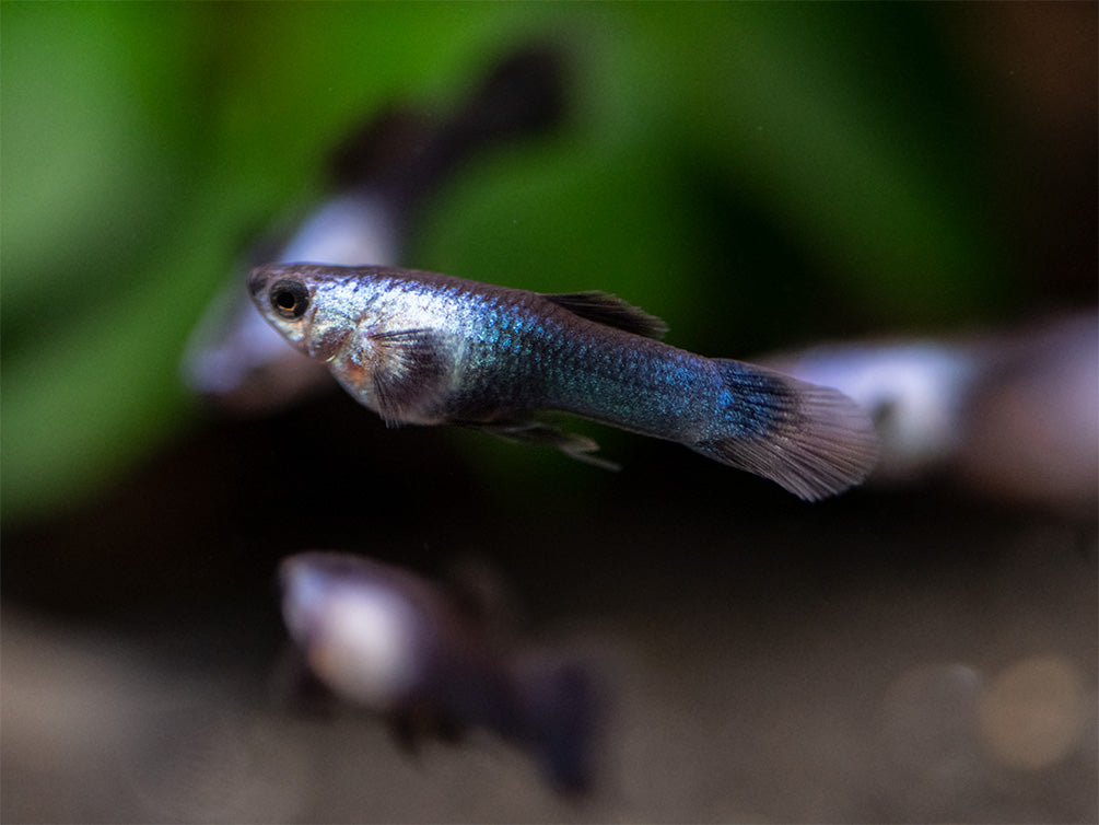 Dwarf Blue Panda Guppy for sale