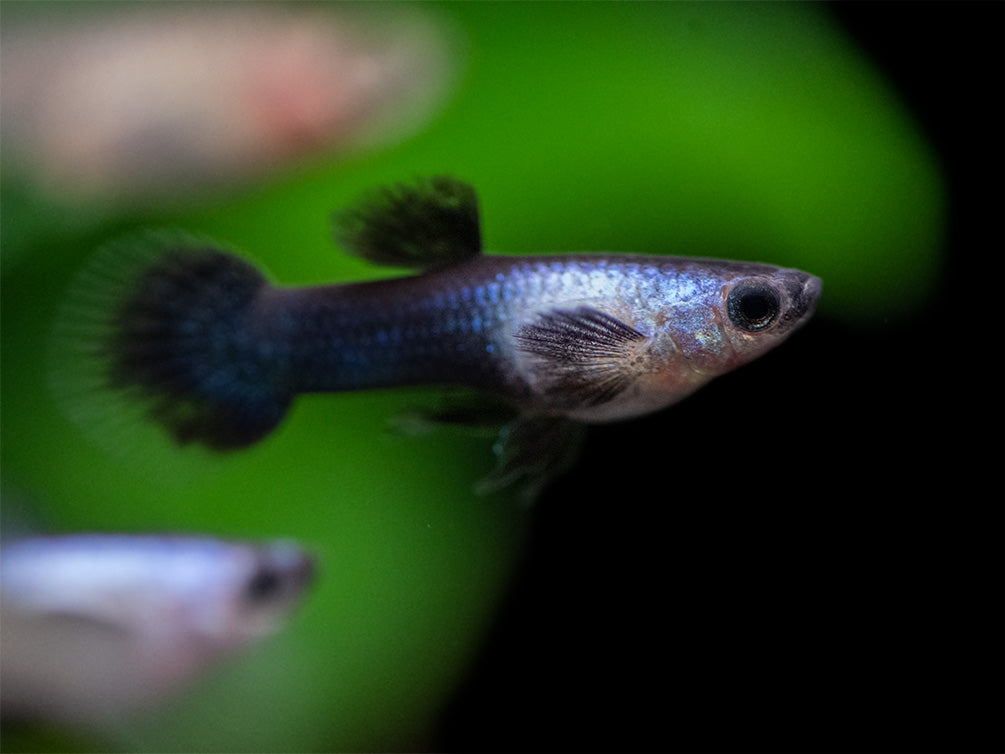 Dwarf Blue Panda Guppy for sale