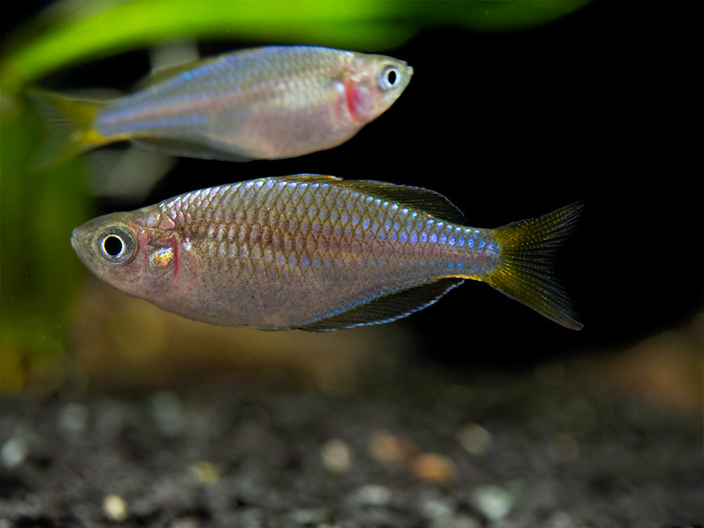 Dwarf Neon Praecox Rainbowfish (Melanotaenia praecox), Tank-Bred